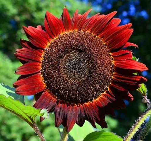 Sunflower Seeds for Planting - Grow Red Velvet Queen Sun Flowers in Your Garden - 25 Non GMO Heirloom Seeds - Full Planting Instructions for Easy to Grow - Great Gardening Gifts