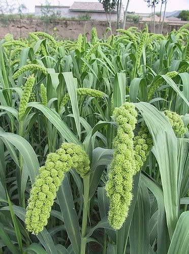 Foxtail Millet Seeds for Planting | German Millet, Ornamental Grass for Landscape or Garden