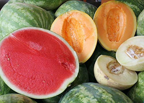 Fruit and Vegetable Garden Seed Kit | 50+ Seeds each Watermelon, Cantelope, Tomato, Broccoli, and Cauliflower | Fruit and Vegetable Seeds for Planting