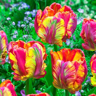 10 Rasta Parrot Tulip Bulbs for Planting - Easy to Grow