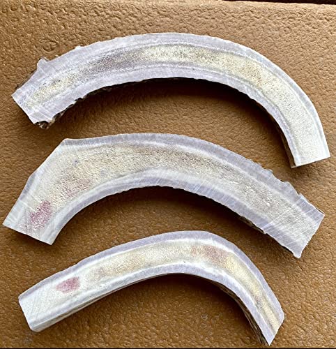 CZ Grain Easy Chews - 3 Pack Sliced JUMBO Deer Antler for Old Dogs or Puppies, Sliced for Easy Marrow Access - Long Lasting