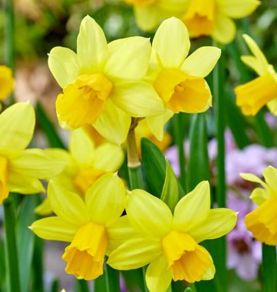 Tete a Tete Miniature Daffodil Bulbs for Planting - Adorable Mini Flowers