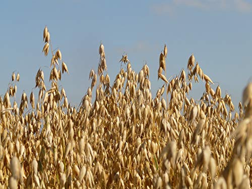 10 lb Whole Oat Seeds, Wildlife, Deer, Food Plot, Cover Crop