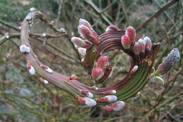 Japanese Fantail Willow Tree Cuttings to Grow - Amazing Curling, Fasciated Stems