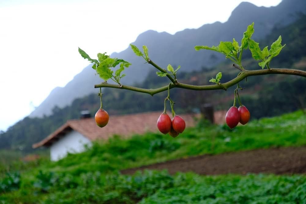 Tree Tomato Seeds for Planting - 10 Rare Seeds - Tamarillo, Cyphomandra betacea