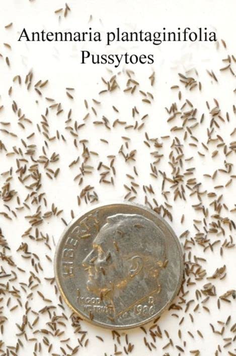 Pussytoes Wildflower Seeds for Planting (50 Seeds) - Antennaria plantaginifolia