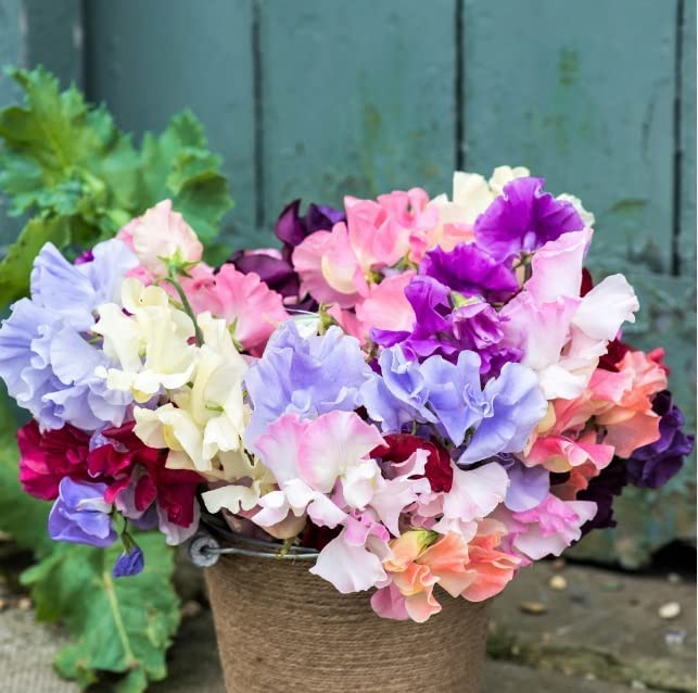Royal Mix Sweet Pea Seeds for Planting - Stunning Color and Very Fragrant - Ornamental Annual Flower for Garden or Container