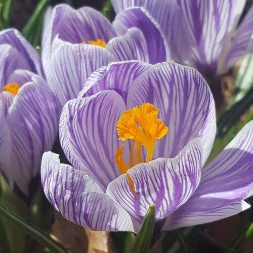"Jolie's Stars" Striped Crocus (20 Bulbs) Made in USA, Ships from our Iowa Nursery