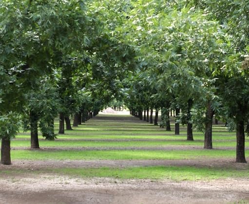 Pecan Fruit Tree Seedlings for Planting - No Ship to California - Grow Pecans