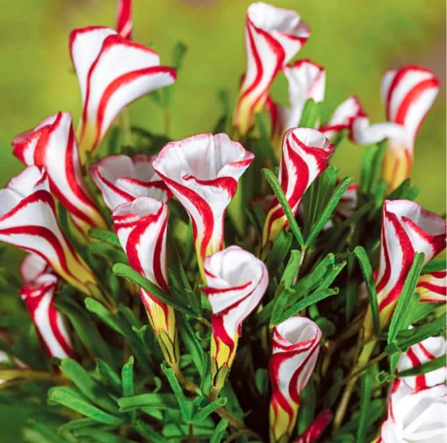 Candy Cane Sorrel Bulbs for Planting - Oxalis versicolor - Candy Cane Oxalis