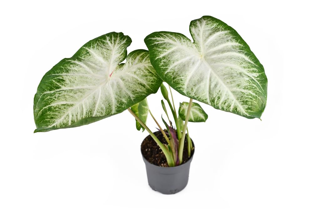2 White and Green Caladium Bulbs for Planting - Aaron Caladium - Perennial Hosta, Elephant Ears, Fancy - Grow 2 Plants
