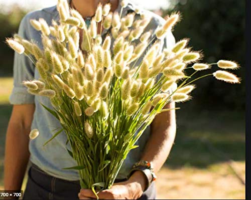 Bunny Tails Ornamental Gr?ss S??D Fun for The 15 S??DS/Pack for Pl?nting