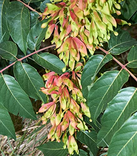 Tree of Heaven Seeds for Planting - 30 Seeds - Ailanthus altissima - Tree of The Gods