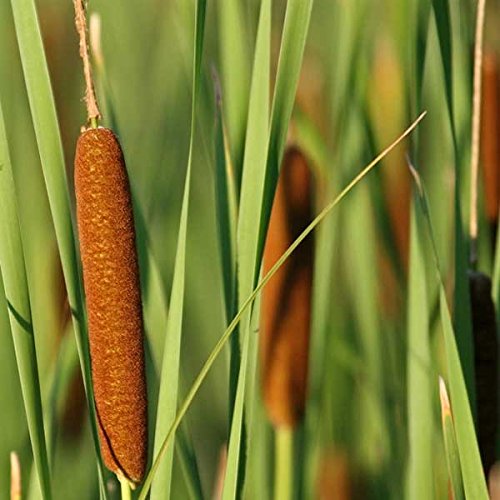 50 CATTAILS Cat Tails Typha Latifolia Water Pond Grass Flower Seeds