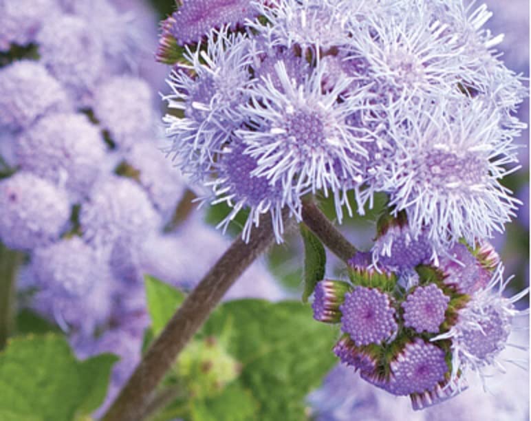 Blue Planet Ageratum Flower Seeds for Planting (1,000 Seeds) - Ageratum houstonianum - Exotic Blue Flossflower