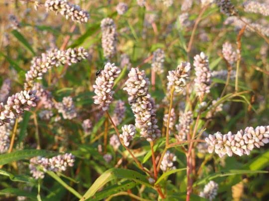 Pinkweed Seeds for Planting (50 Seeds), Smartweed - Persicaria pensylvanica - Attractive Annual Wildflower