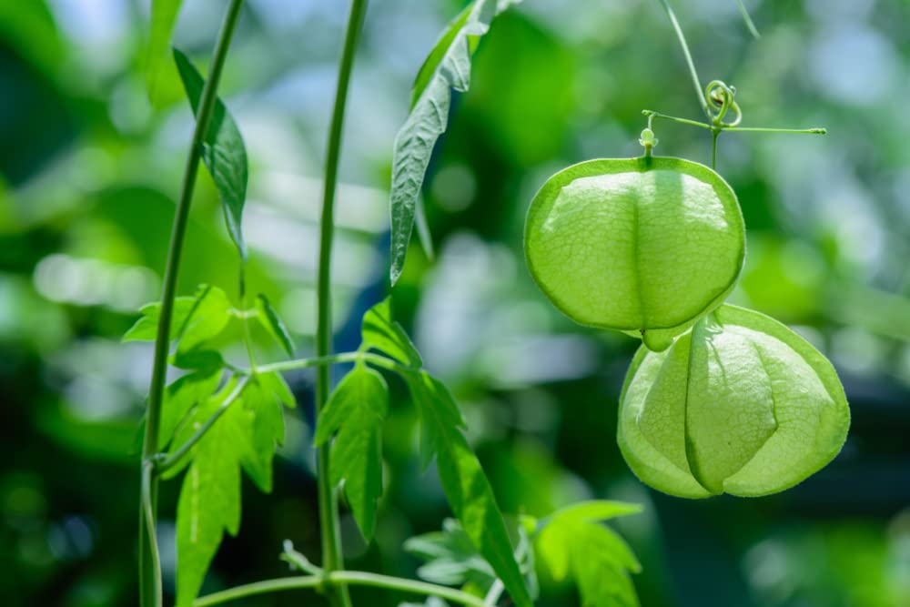 Love in The Puff Vine Seeds for Planting - 25 Seeds - Grow Unique Balloon Vine Plants