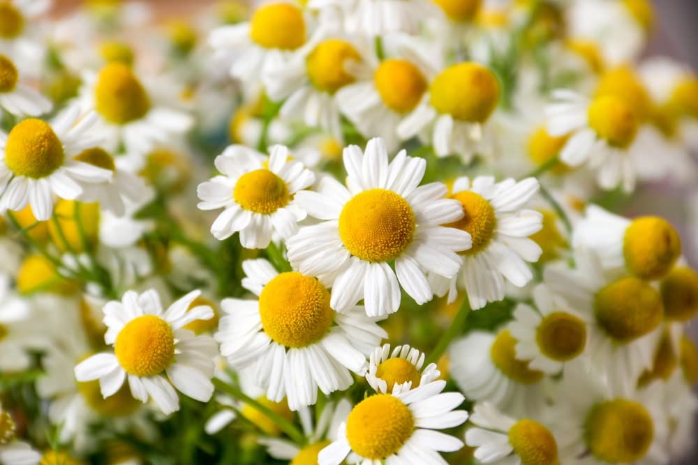 1,000+ Chamomile Herb, German Heirloom Seeds - Matricaria chamomilla Perennial Herb Flowers