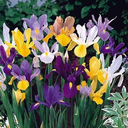Mixed Color Dutch Iris Bulbs for Planting - Easy to Grow - Made in USA, Ships from Iowa