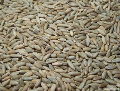Beautiful (5lb) Organic Cereal Rye Whole Grain Berries