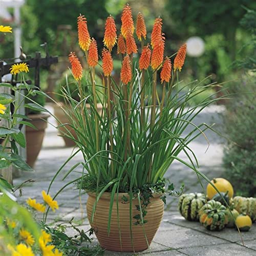 50+ Red Hot Poker Flower Seeds / Kniphofia Uvaria / Perennial