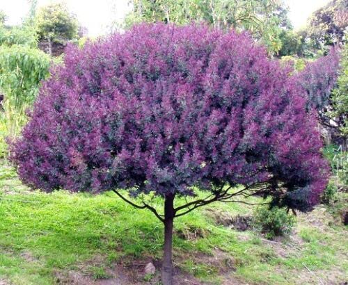 Blue Leafed Mimosa Tree Seeds for Planting (30 Seeds) - Acacia baileyana Purpurea