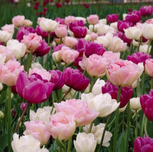 Romantic Double Tulip Mix - Perennial Tulip Bulbs for Planting