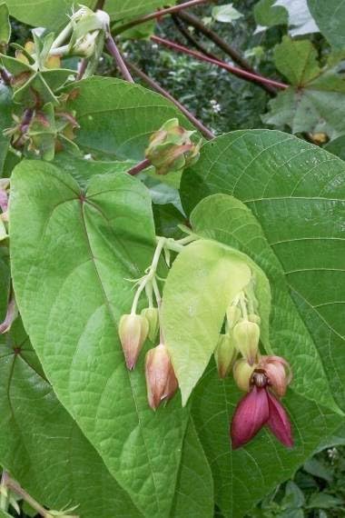 30 Devils Cotton Seeds for Planting - Abroma Augusta