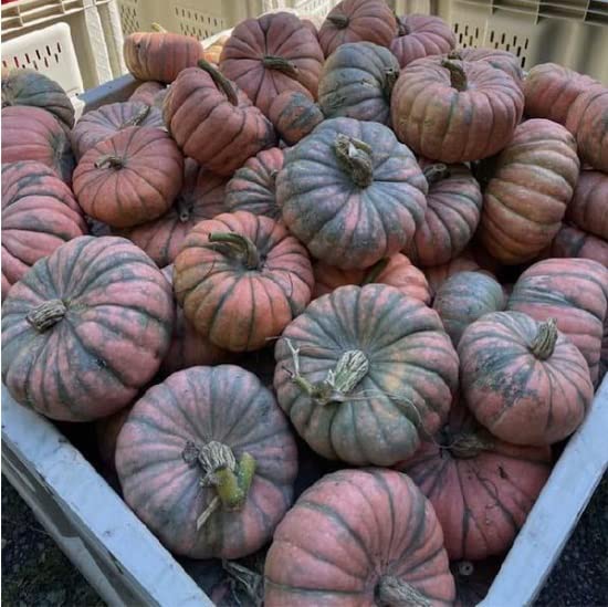 Speckled Hound Squash Seeds for Planting (10 Seeds) Black Table Squash