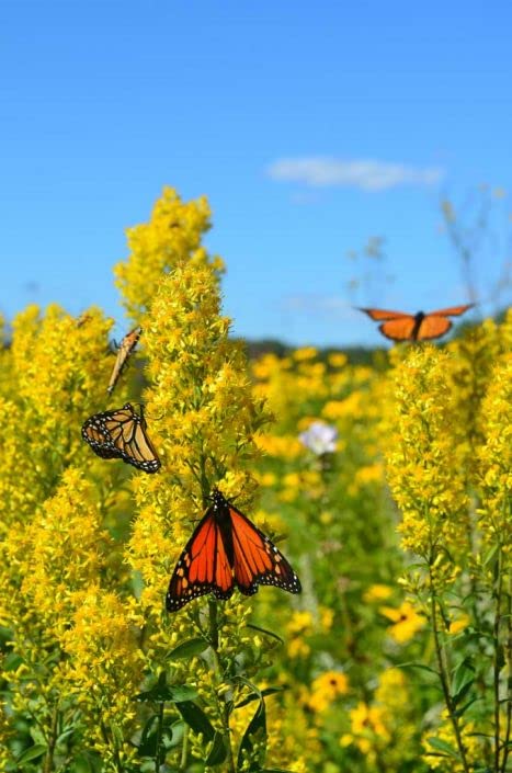 Showy Goldenrod Seeds for Planting - 100+ Seeds - Solidago speciosa - Heirloom & Open-Pollinated Variety, Attracts Bees, Non-GMO Pollinator-Friendly Native Wildflower Seeds