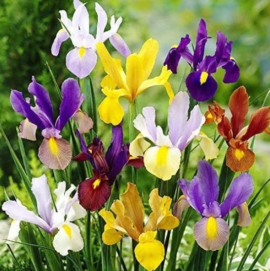 Mixed Color Dutch Iris Bulbs for Planting - Easy to Grow -