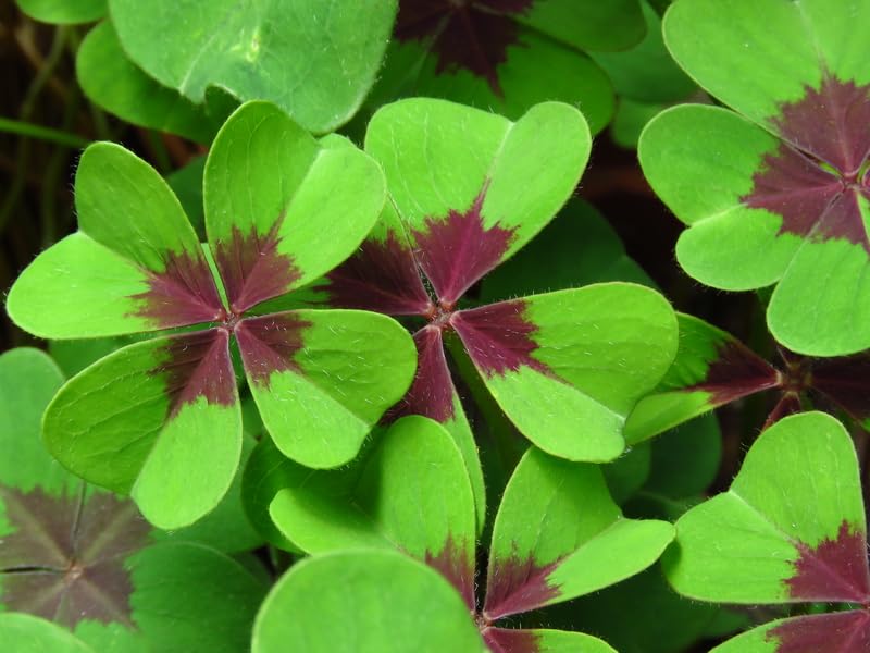 Lucky Leaf Shamrock Bulbs for Planting - Grow Iron Cross Oxalis Flowers - Get The Luck of The Irish