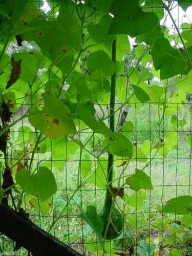 Dipper Gourd Seeds,12" long necks and bulbs with a diameter of 5-7"