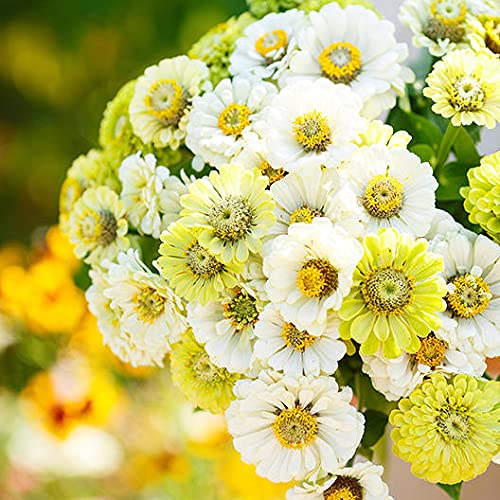 100 Snow White and Rare Green Zinnia Mix Seeds for Planting - Amazing Color, Great for Cut Flowers