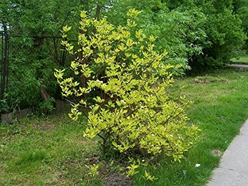 Tatarian Dogwood (Cornus Alba) 20 Seeds to Plant / Seeds for Planting