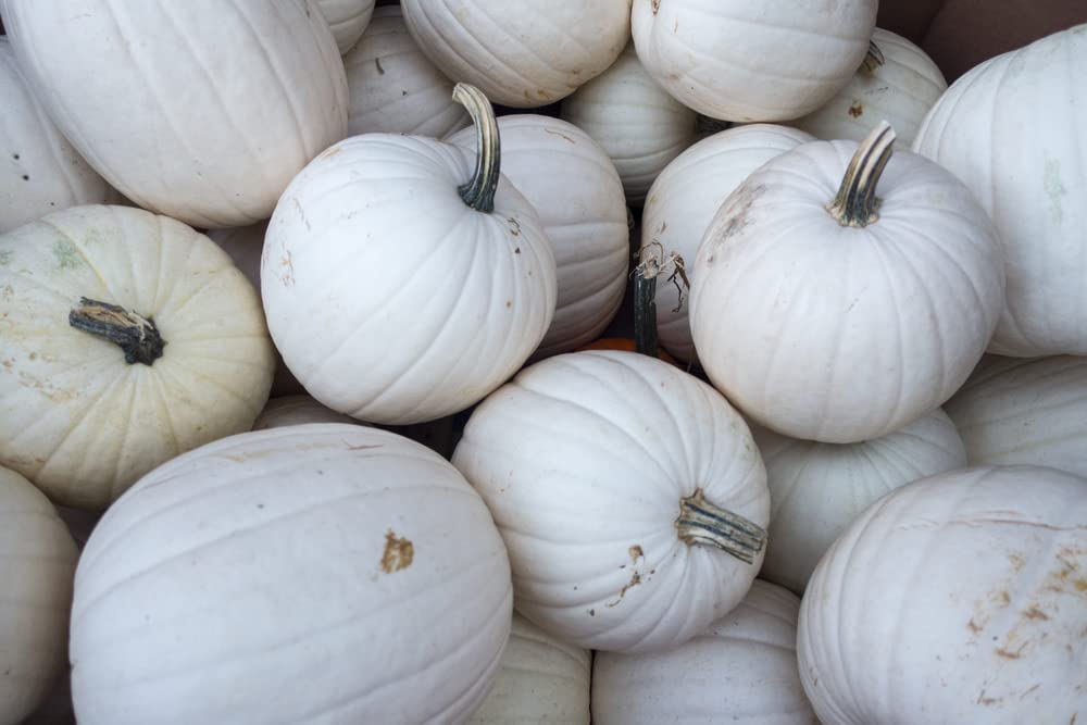 Blanco White Pumpkin Seeds for Planting -| 10 Rare Seeds | Great for White Jack-O-Lantern