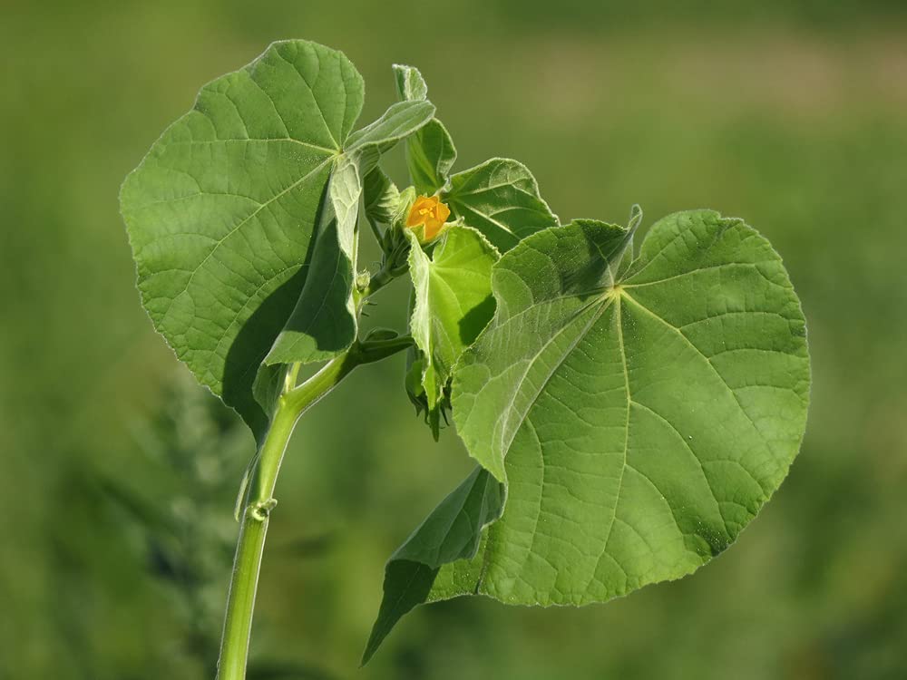 Velvetleaf Plant Seeds for Planting - 50 Seeds - Button Bush Plant - Abutilon theophrasti Velvet Leaf