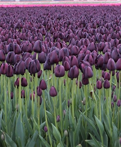 5 Black Tulip Bulbs ? Queen of Night ?,size: 12 cm/up, Now Shipping