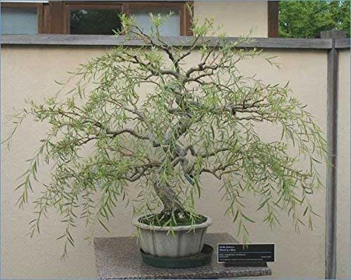 Weeping Willow Bonsai Live Tree Ready to Plant Dwarf