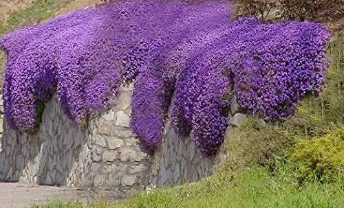 GreenCreator 200 Aubrieta Seeds Cascade Purple Flower Seeds, Perennial Rock Cress Ground Cover Plant