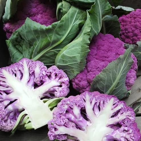 100 Purple Broccoli Seeds | Fresh Garden Seeds | Made in USA. Ships from Iowa