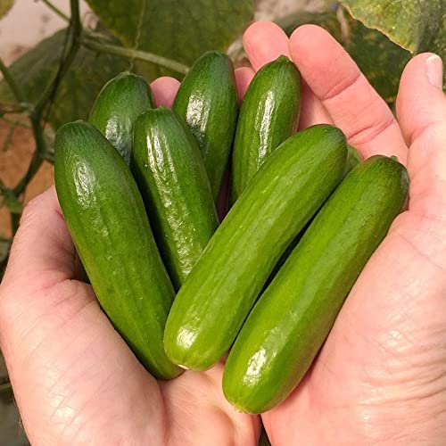 Mini-Me Cucumber Seeds for Planting | Grow Your own Food | Mini Vegetable Seeds for Planting