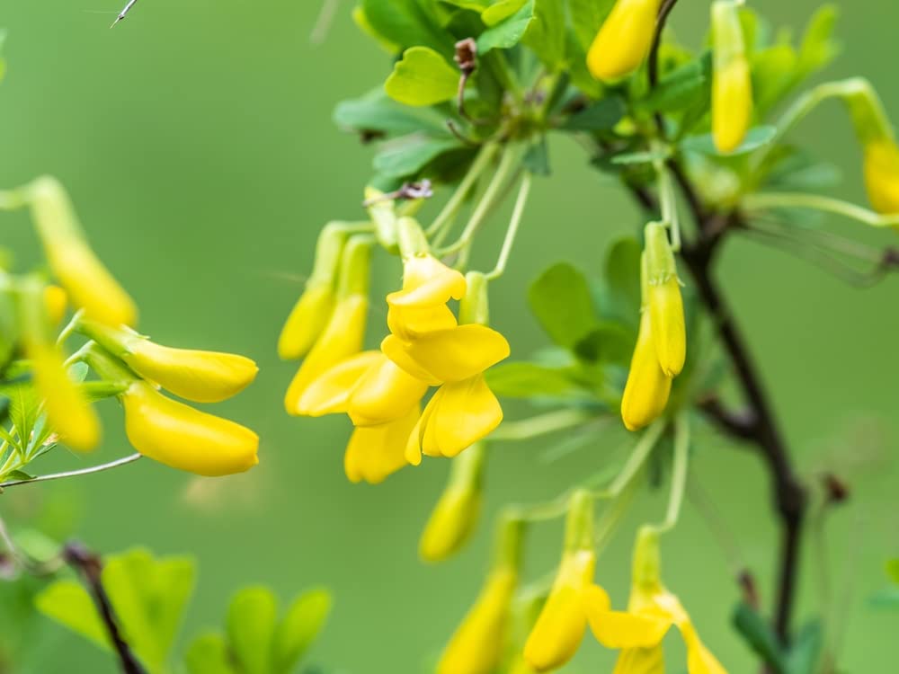 Korshinsk Peashrub Seeds for Planting (20 Seeds) - Hardy Shrub