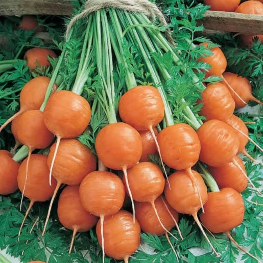 Round Parisian Carrot Seeds | Heirloom & Non-GMO Carrot Seeds | 100+ Vegetable Seeds for Planting Outdoor Home Gardens | Planting Instructions Included