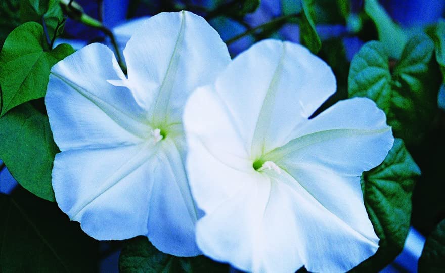 Morning Glory Flower Climbing Vine Seeds for Planting - 100 Seeds per Packet