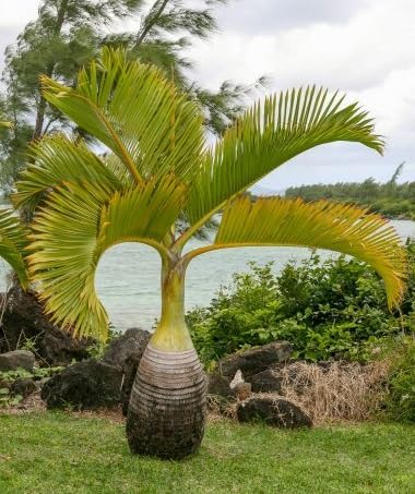 10 Bottle Palm Seeds for Planting - Hyophorbe lagenicaulis