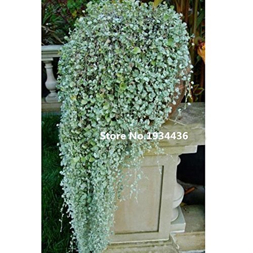VISTARIC 20 Dichondra Repens Silver Falls Emerald Falls Ground Cover Seeds in Hanging Baskets Very Creative Beautiful Potted Plants