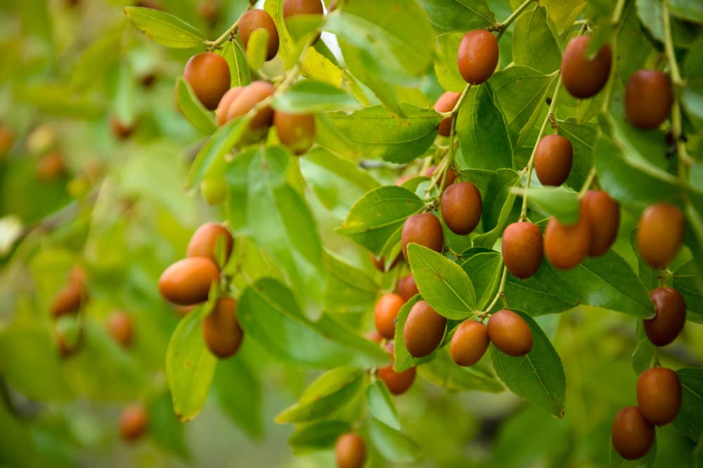 Chinese Date Tree Seeds for Planting - 6 Seeds - Jujube, Chinese Date, Tsao Ziziphus jujuba