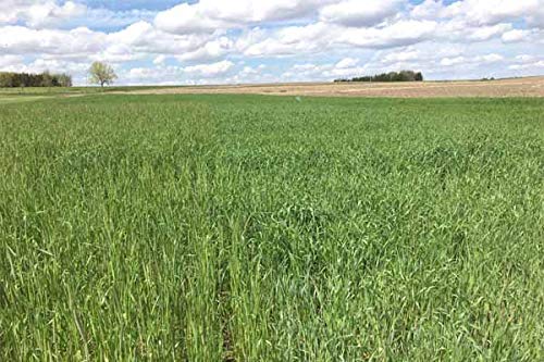 10 lb Wrens Abruzzi Cereal Rye Seed Non-GMO Grain Deer Food Plot Winter Grazing Cattle Game Wildlife Seeds by JL Missouri Parts