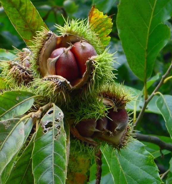 Hybrid Chestnut Tree Seedling for Planting (1 Yr Seedling) - Best Chestnut Trees for Whitetail Deer - Castanea dentata x mollisima - No Ship to California